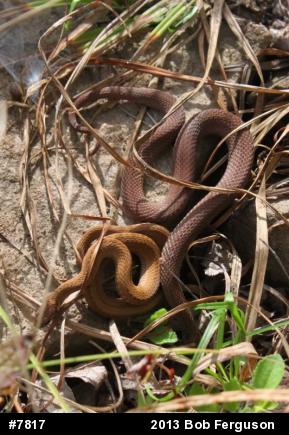 Red-bellied Snake
