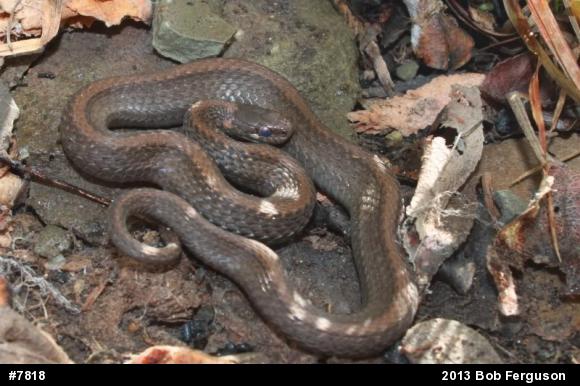 Red-bellied Snake
