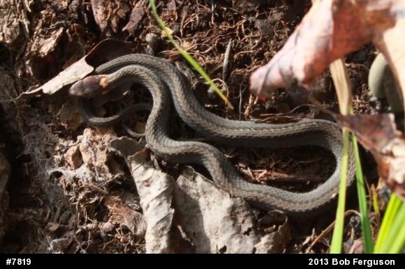 Red-bellied Snake