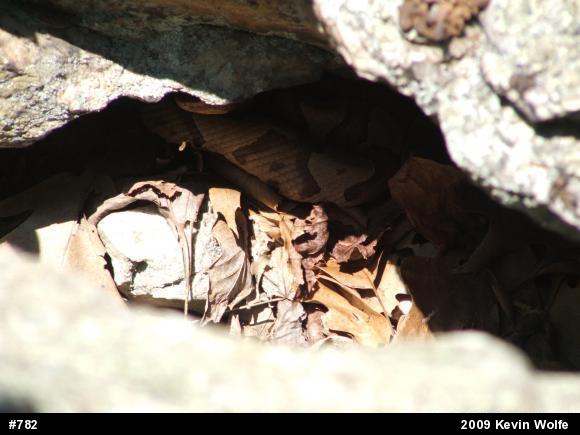 Northern Copperhead