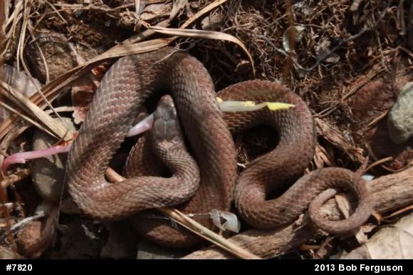 Red-bellied Snake