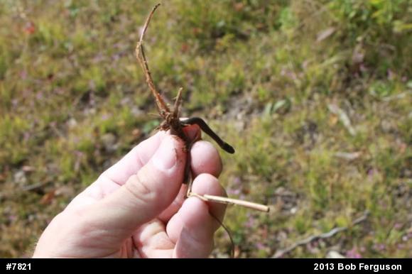 Red-bellied Snake
