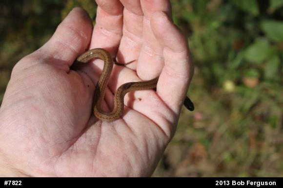 Red-bellied Snake