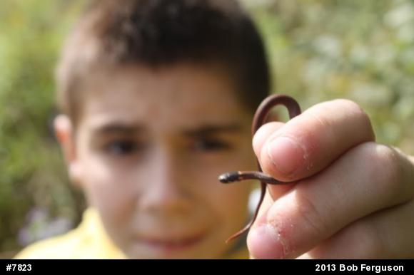 Red-bellied Snake