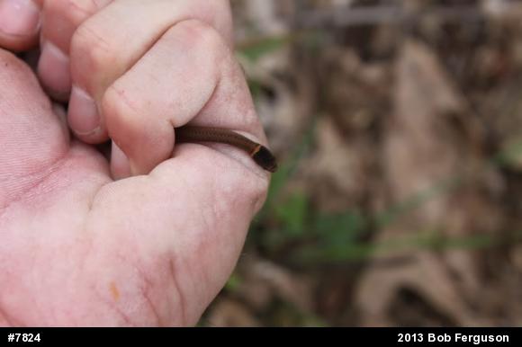 Red-bellied Snake