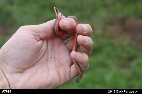 Red-bellied Snake