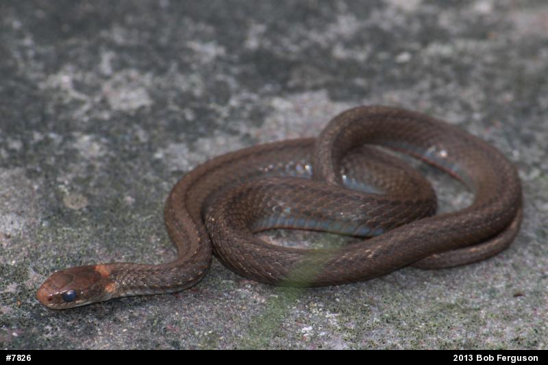 Red-bellied Snake