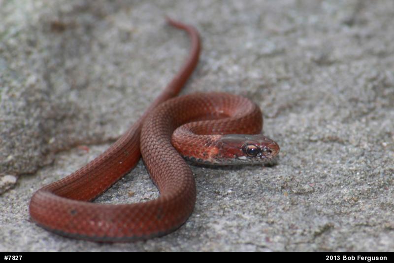 Red-bellied Snake