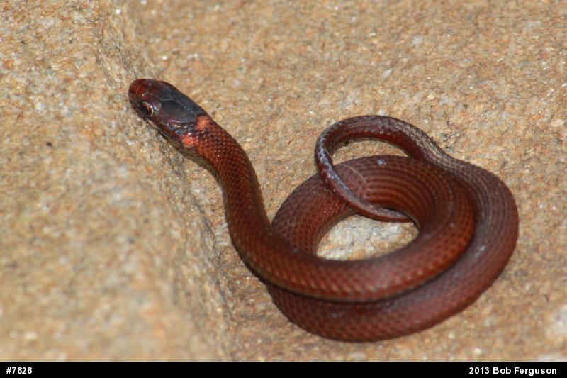 Red-bellied Snake