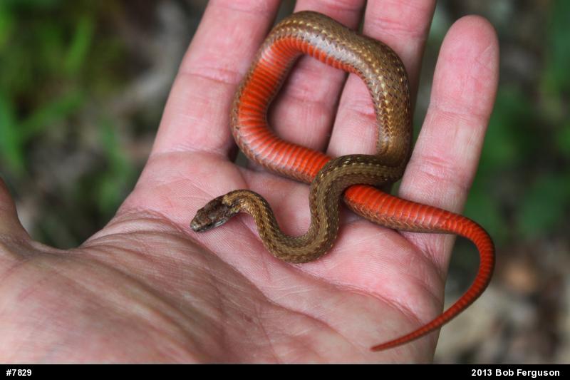 Red-bellied Snake