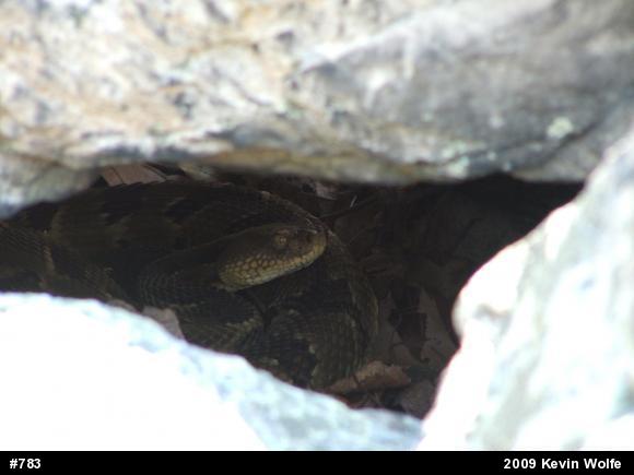 Timber Rattlesnake