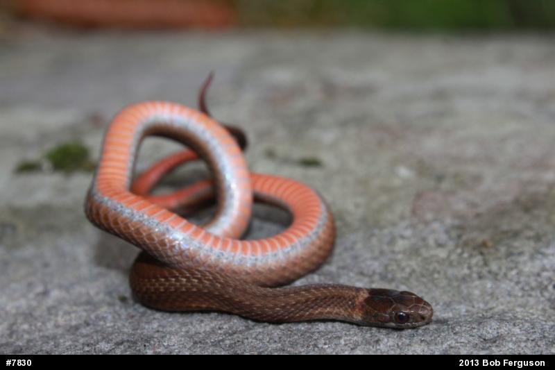 Red-bellied Snake