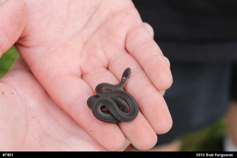 Red-bellied Snake