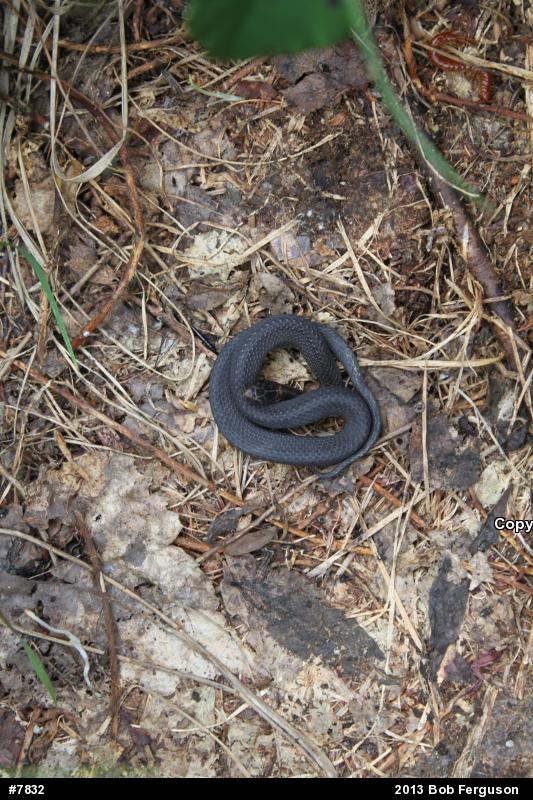 Red-bellied Snake