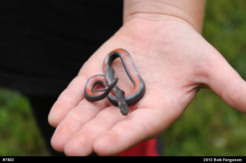 Red-bellied Snake