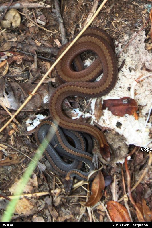 Red-bellied Snake