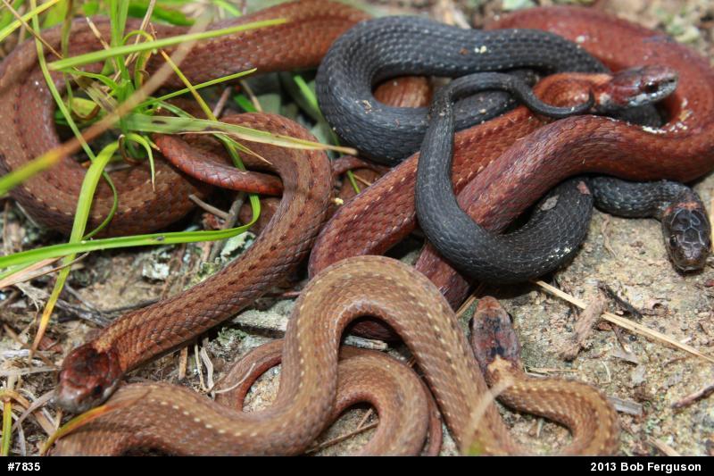 Red-bellied Snake