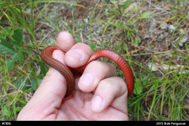 Red-bellied Snake