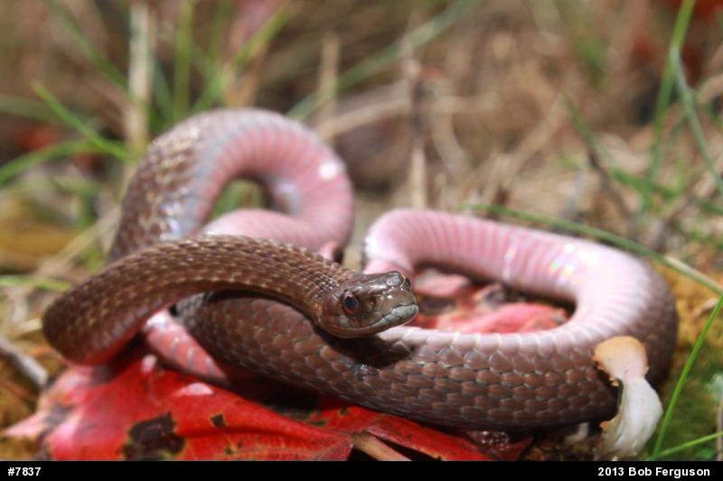 Red-bellied Snake