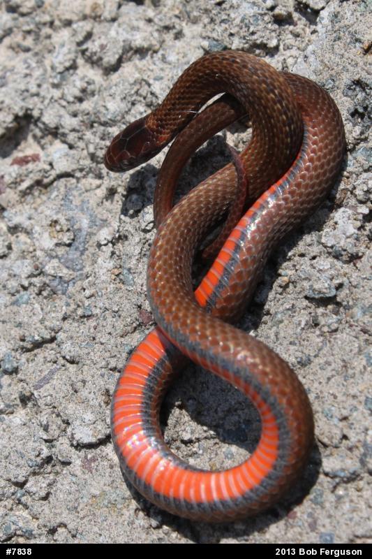 Red-bellied Snake