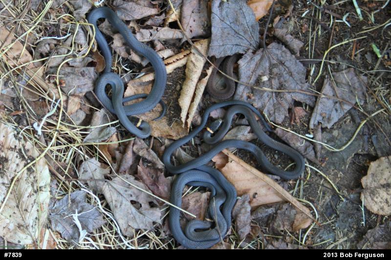 Red-bellied Snake