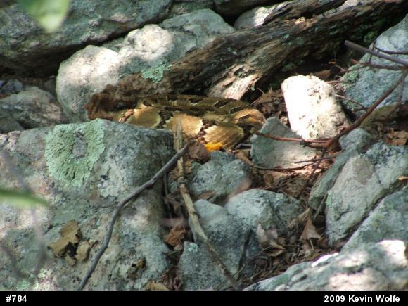 Timber Rattlesnake