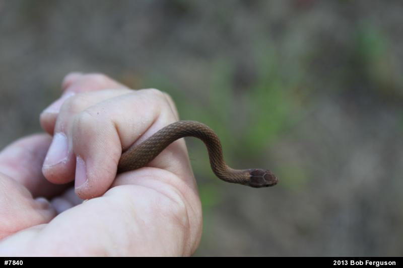 Red-bellied Snake