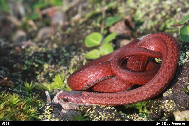 Red-bellied Snake