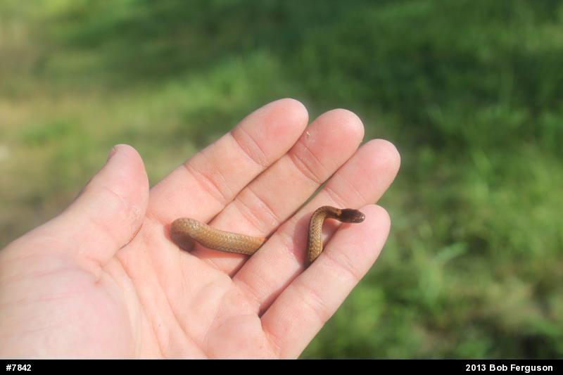 Red-bellied Snake