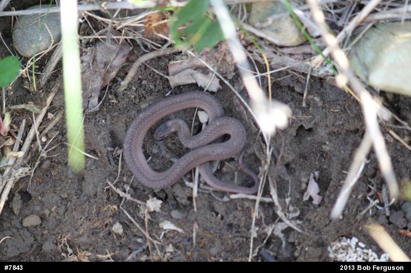 Red-bellied Snake
