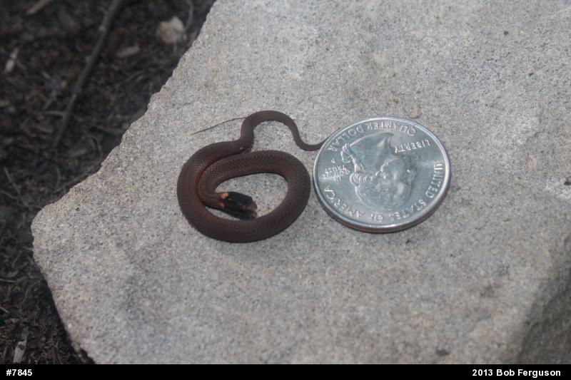 Red-bellied Snake