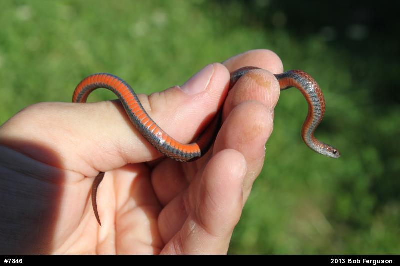 Red-bellied Snake