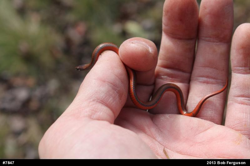 Red-bellied Snake