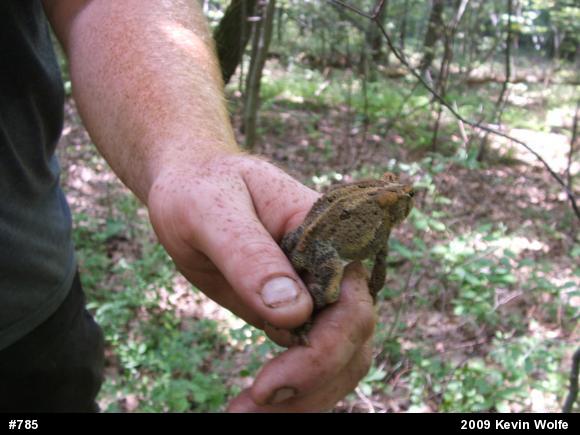 Eastern American Toad