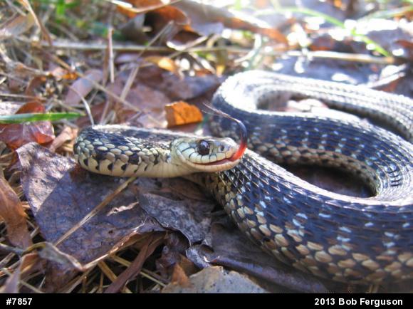 Eastern Gartersnake