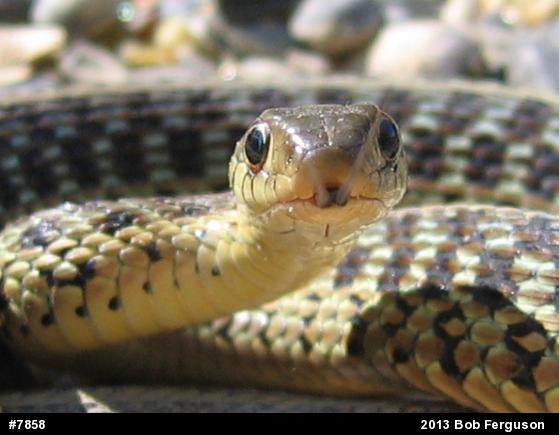 Eastern Gartersnake