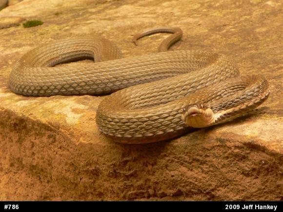 Queensnake
