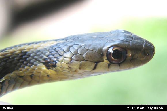 Eastern Gartersnake