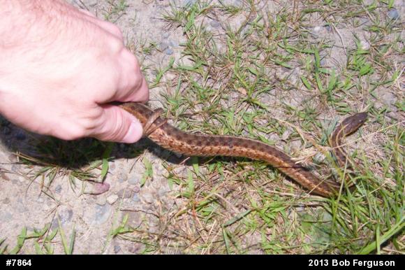 Eastern Gartersnake