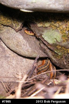 Eastern Gartersnake