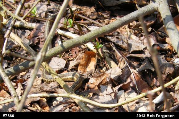 Eastern Gartersnake