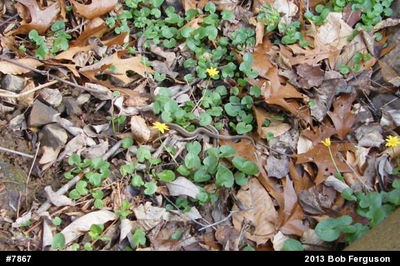 Eastern Gartersnake