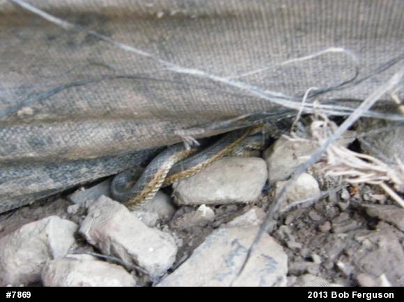 Eastern Gartersnake