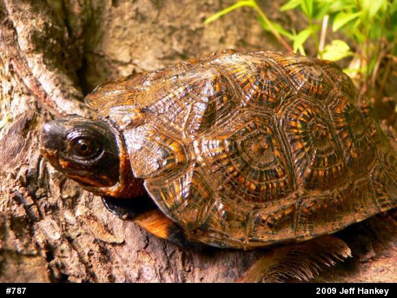 Wood Turtle