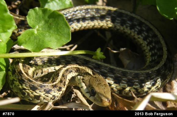 Eastern Gartersnake