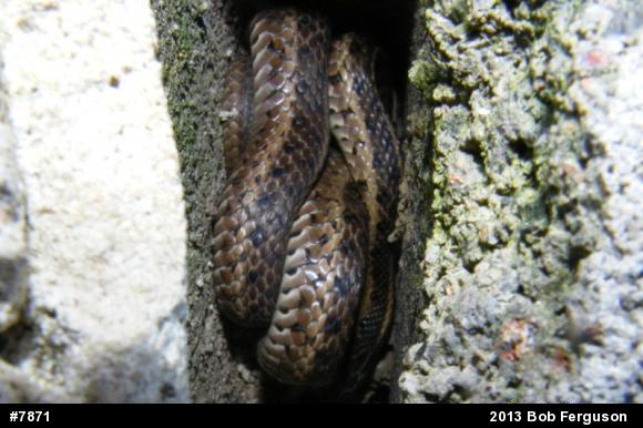 Eastern Gartersnake