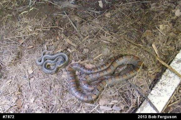 Eastern Gartersnake