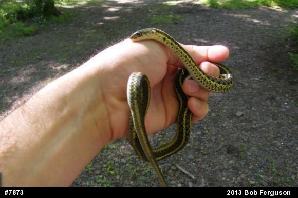 Eastern Gartersnake