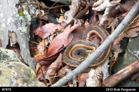 Eastern Gartersnake