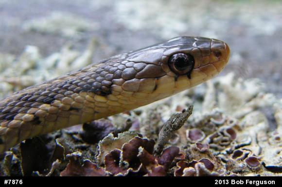 Eastern Gartersnake